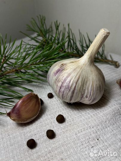 Чеснок 