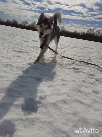 Вязка кобеля