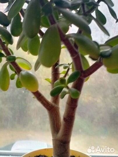 Денежное дерево