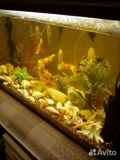 Аквариум 100 л. + рыбки