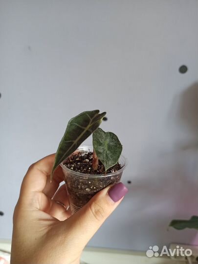 Алоказия полли