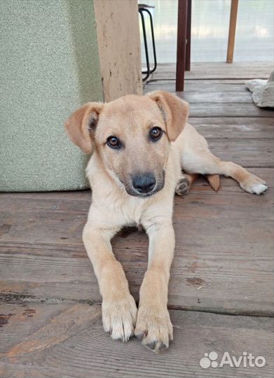 Щенок Мишка