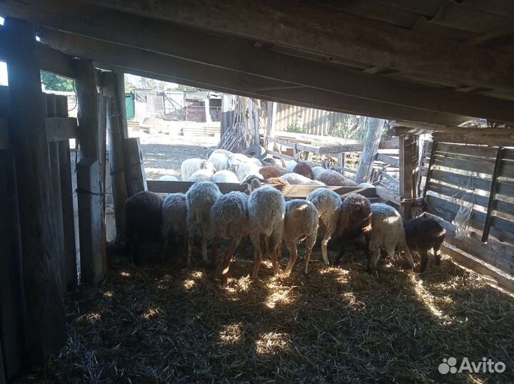 Овцы матки ягнята бараны
