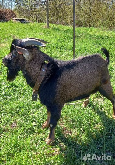 Козочки, козлик