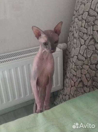 Донской Сфинкс вязка