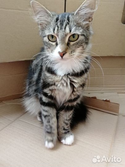 Котёйка Маргоша 4 мес пушистая ласкуша