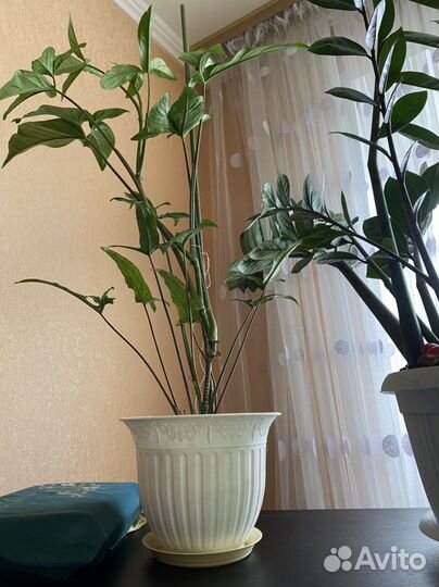 Сингониум комнатное растение