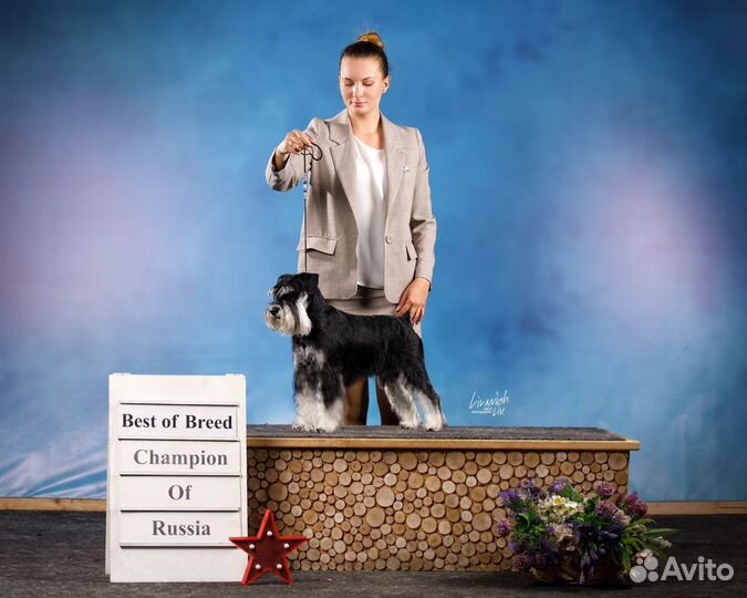 Цвергшнауцер вязка