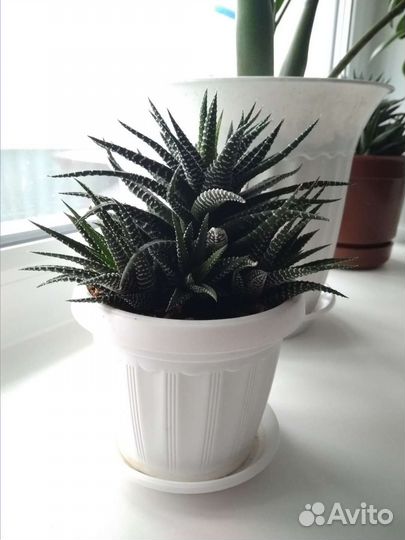 Хавортия полосатая