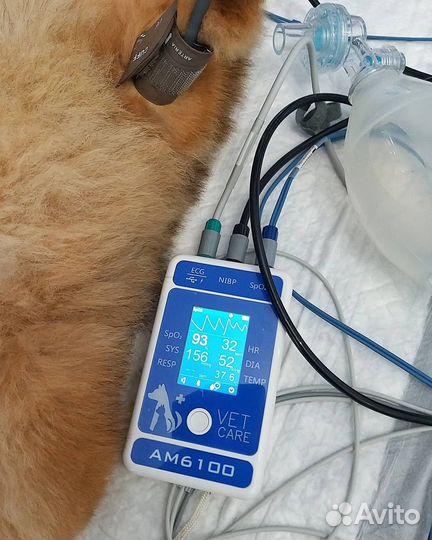 Ветеринарная помощь на дом