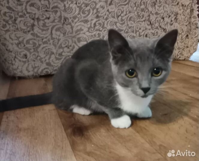 Котенок девочка, 5 мес