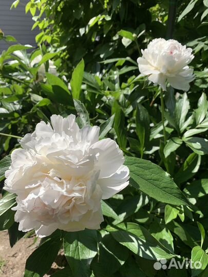 Пионы сортовые