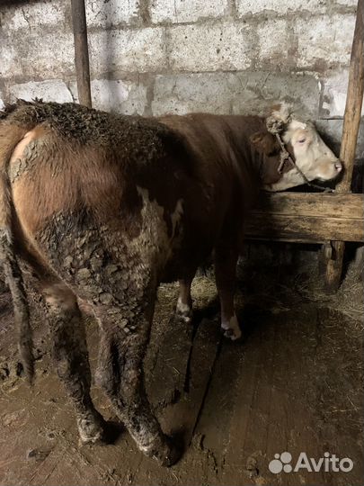 Бык на племя белоголовые породы