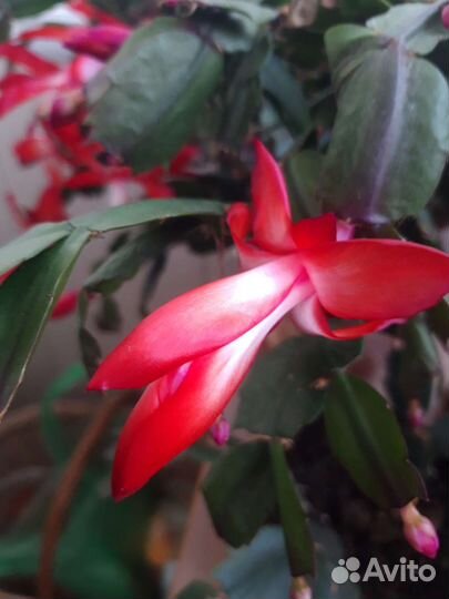 Декабрист шлюмбергера