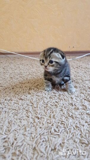 Британские котята