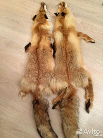 Шкуры лисы