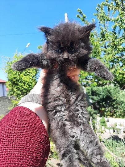 Кошка