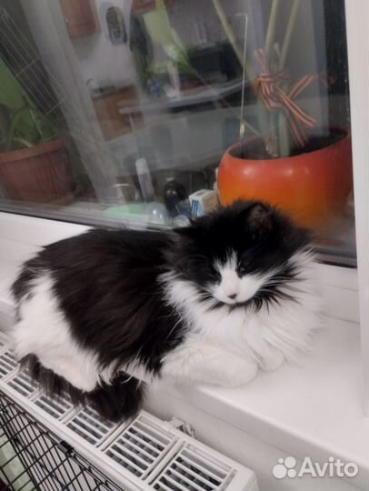 Котик,8 месяцев,крупный