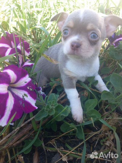 Щенки чихуахуа мини