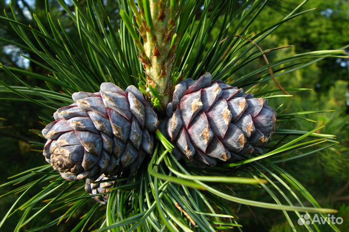 Саженцы кедра (семенной, привитый), другие хвойные
