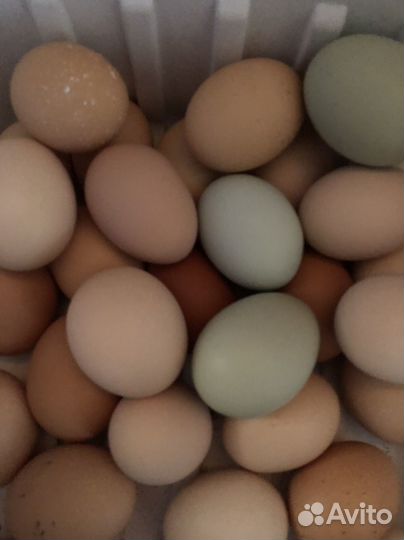 Домашние куриные яйца