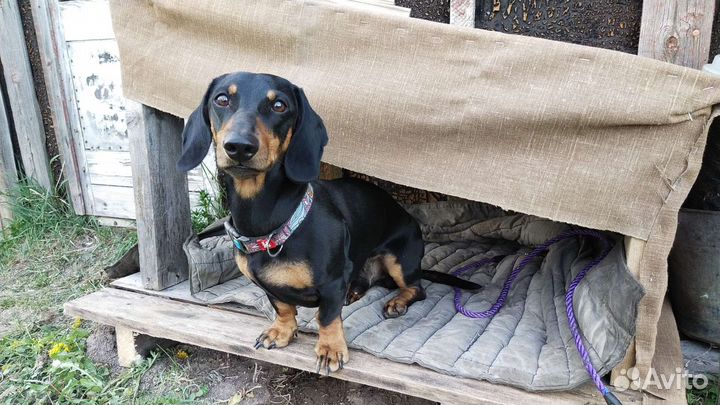 Такса Вязка