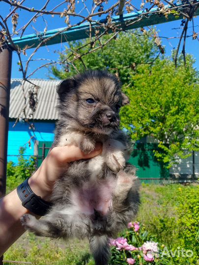 Собака в добрые руки отдам бесплатно