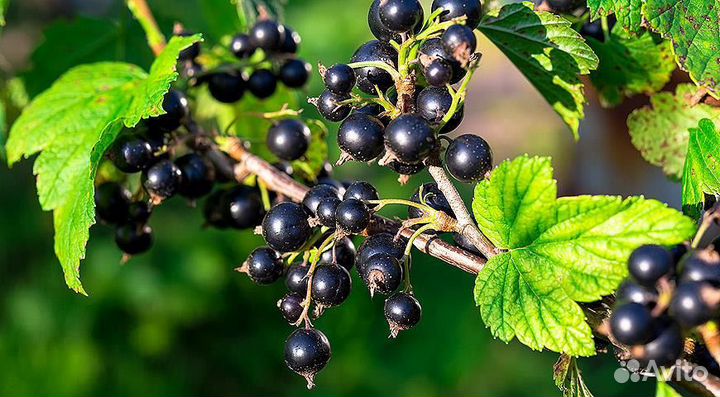 Черная смородина