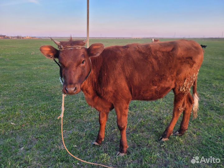 Телки стельные