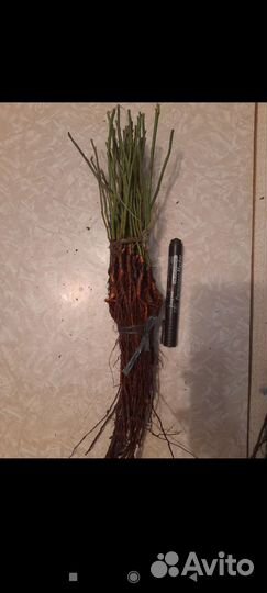 Корень шиповника