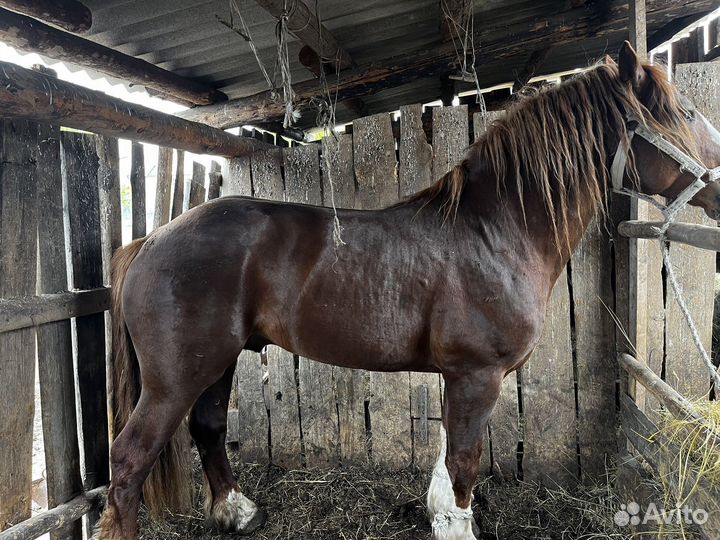 Продам жеребца русский тяжеловоз