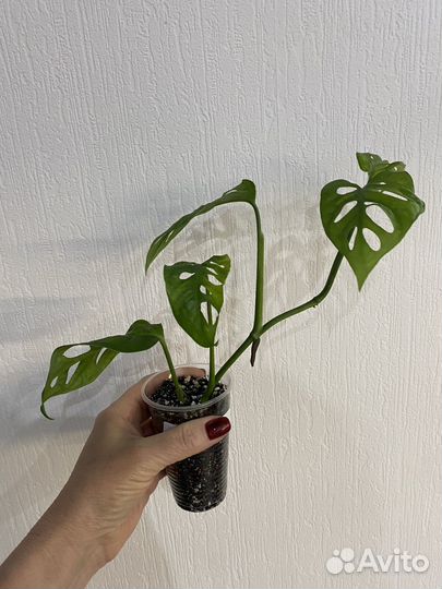 Монстера обликва