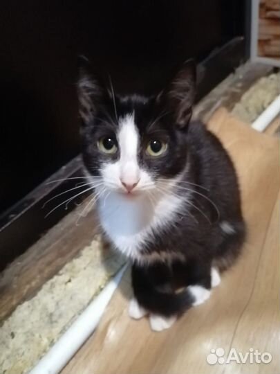 Кошки в добрые руки