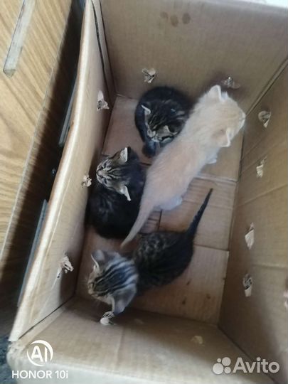 Отдам бесплатно