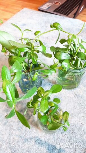 Молочай Гранта или синадениум Гранта, черенки