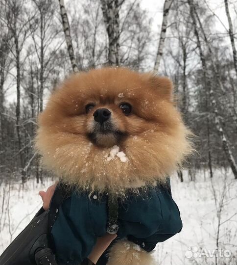 Померанский шпиц mini