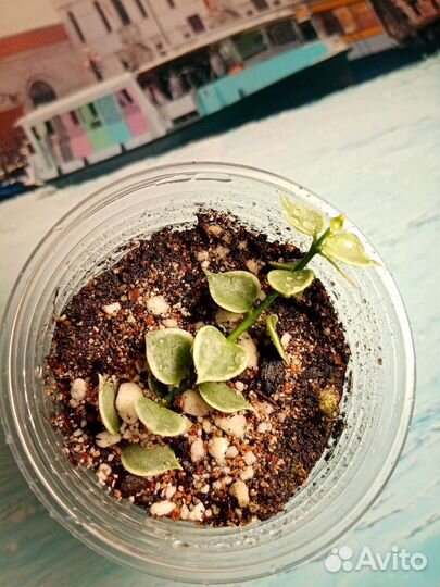 Дисхидия Русифолия Миллион сердец