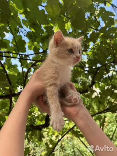 Отдам котенка в добрые руки