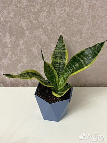 Цветок Сансевиерия
