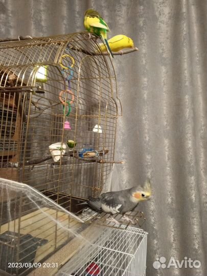 Попугай корелла с клеткой