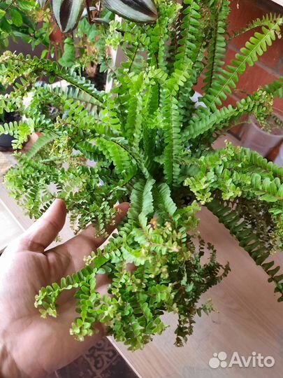 Папоротник cordifolia handy редкость