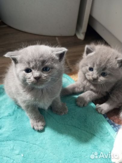 Британская