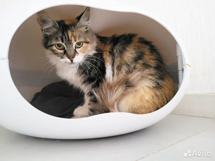 Трехцветная стерилизованная кошка ищет дом