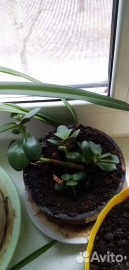 Денежное дерево