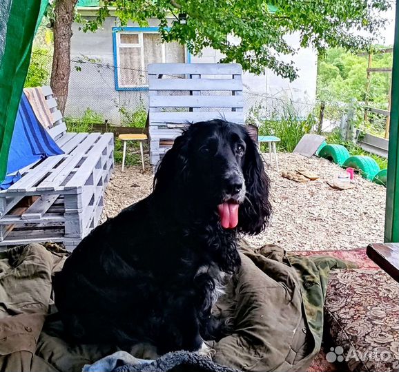 Русский кокер спаниель