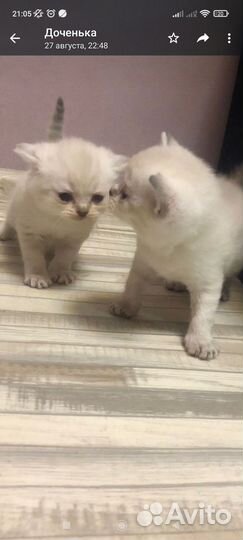 Шотландские котята