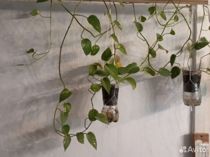 Сциндапсус золотистый