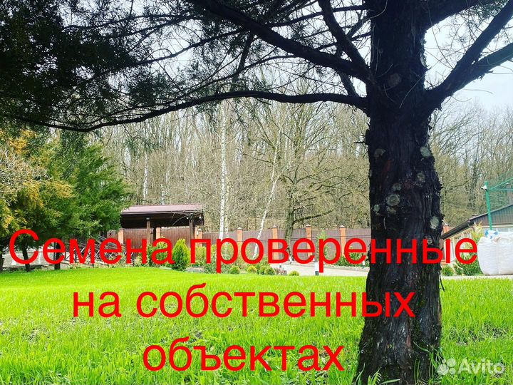 Семена многолетних трав