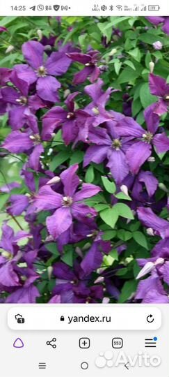 Саженцы клематиса