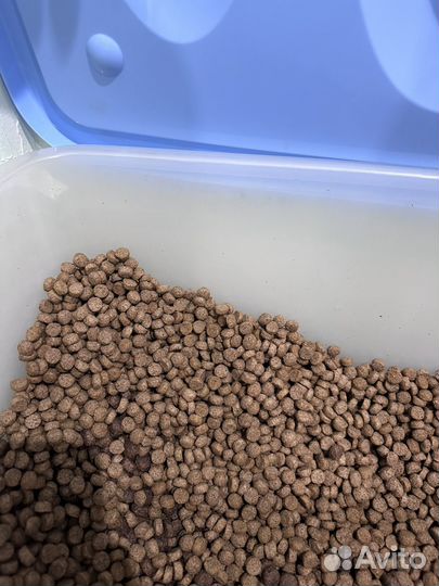 Корм для кошек и собак